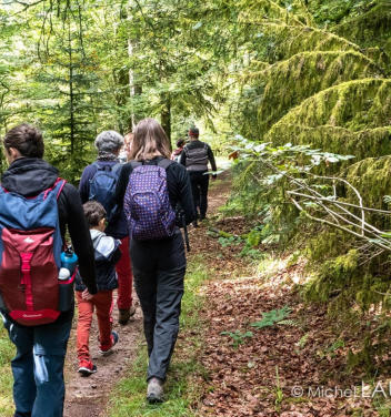 randonnée-sentier-forêt